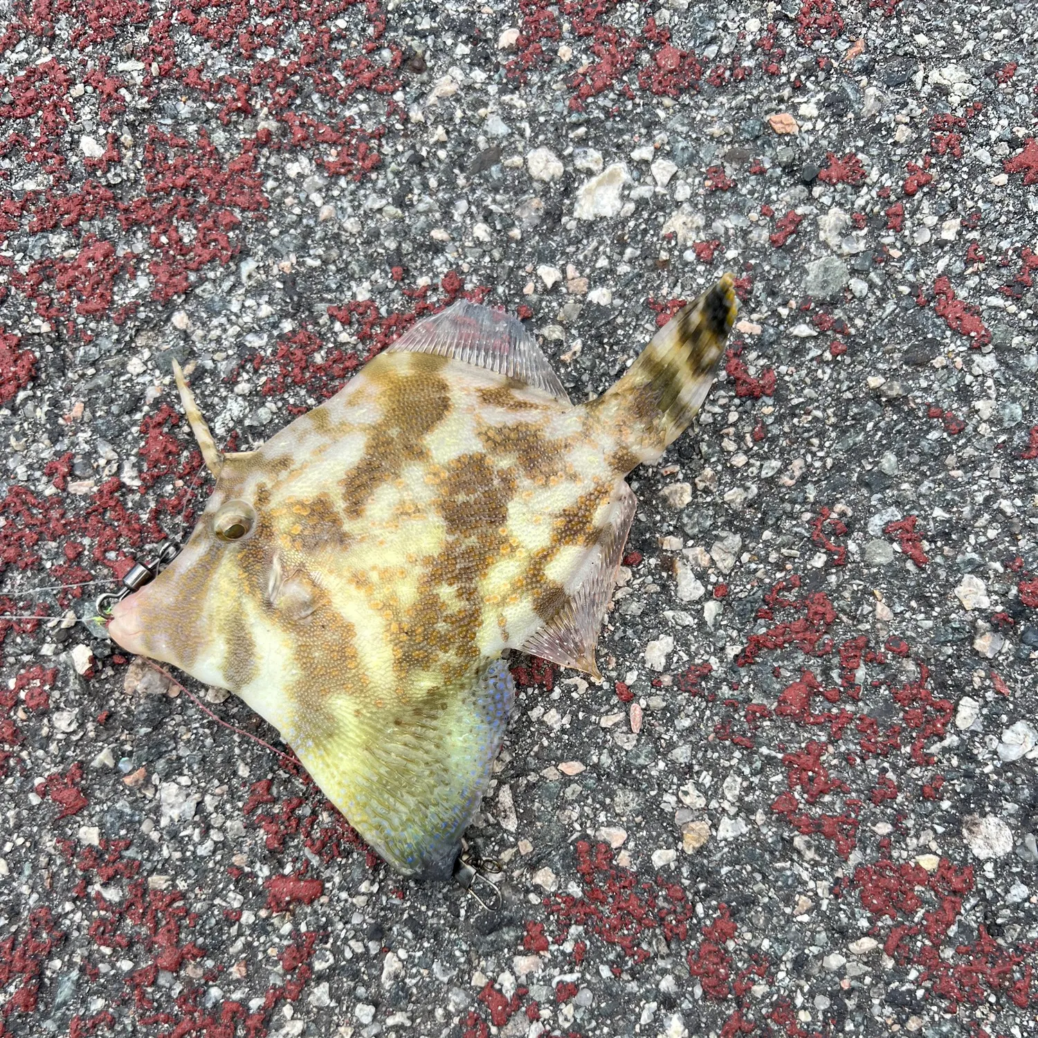 The most recent Fan-bellied leatherjacket catches on Fishbrain