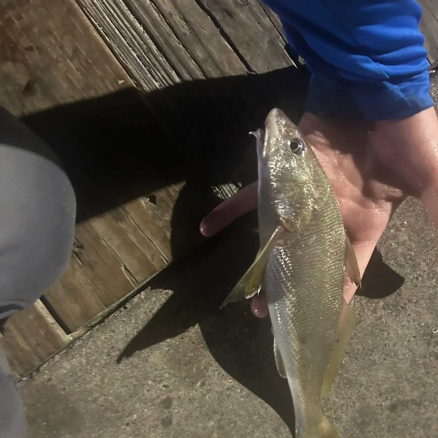 The most recent Gulf kingcroaker catches on Fishbrain