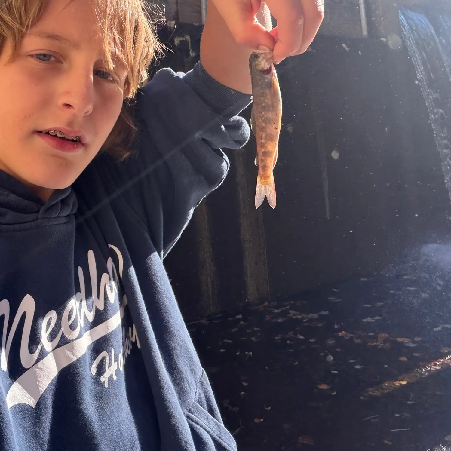 Brown trout caught on Fishbrain