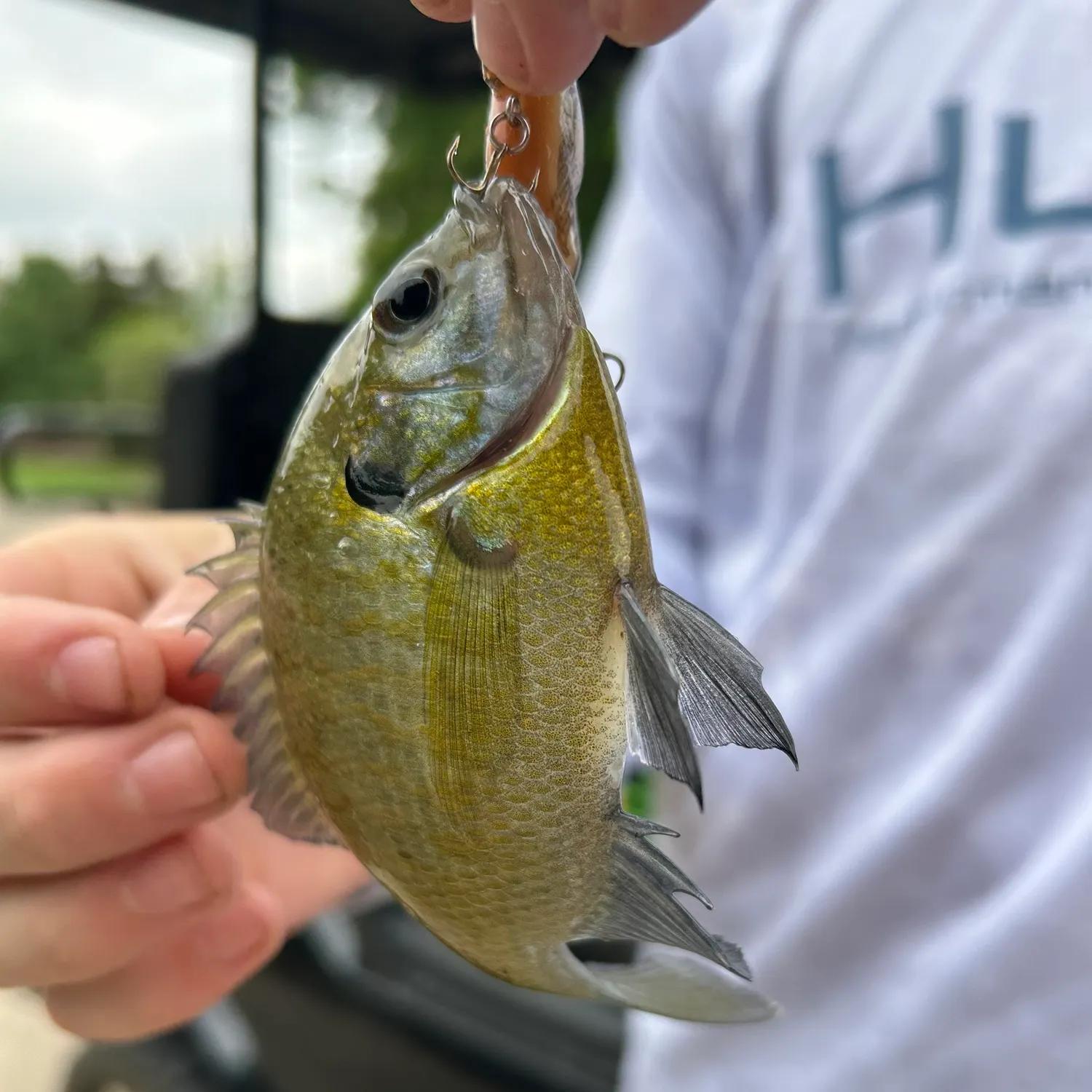 angler catch