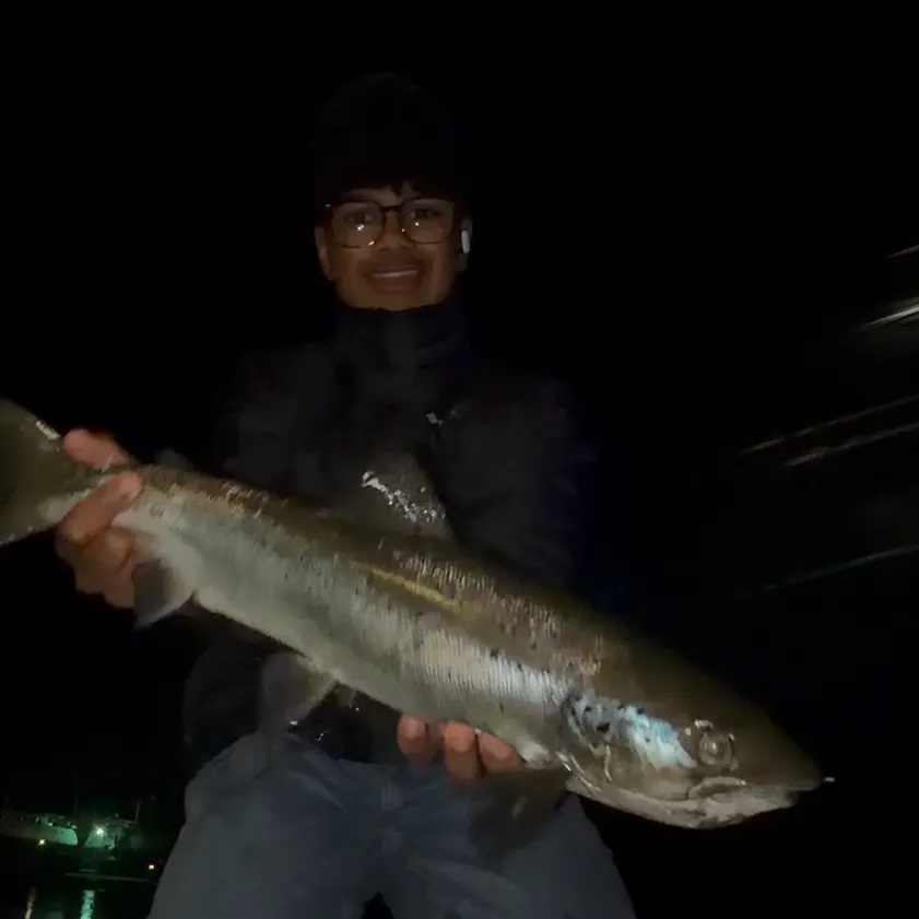 Landlocked atlantic salmon caught on Fishbrain