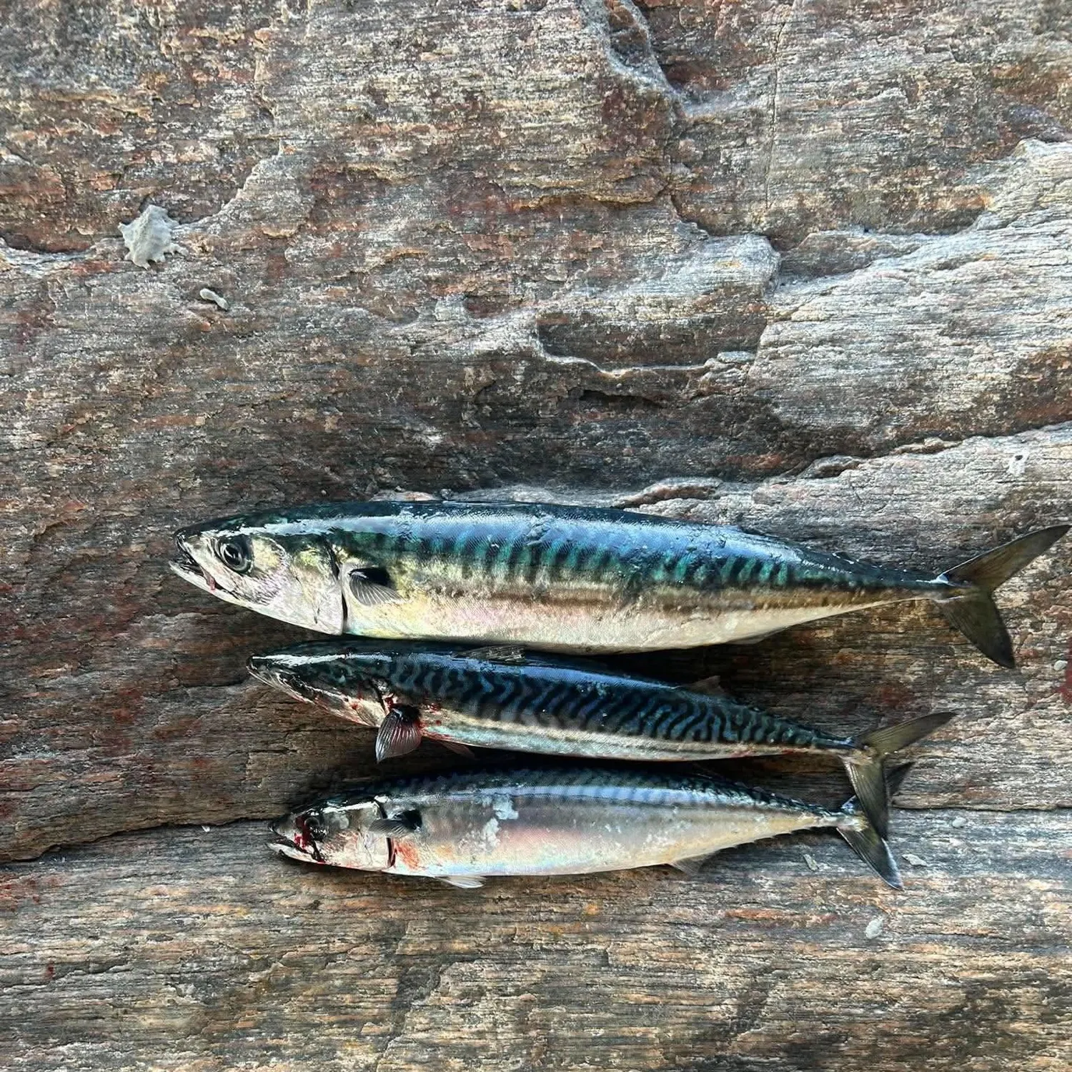 Atlantic mackerel caught on Fishbrain