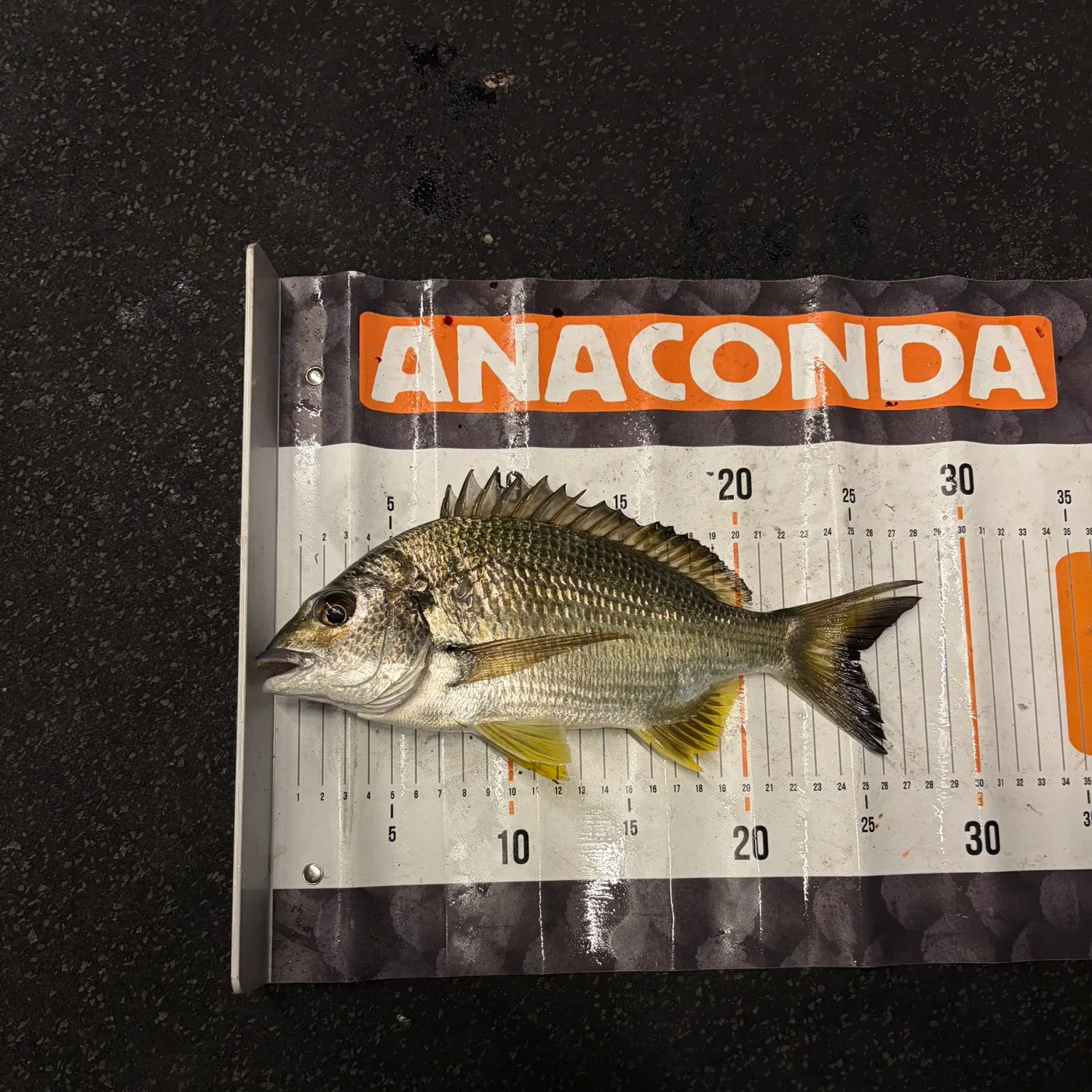 Surf bream caught on Fishbrain