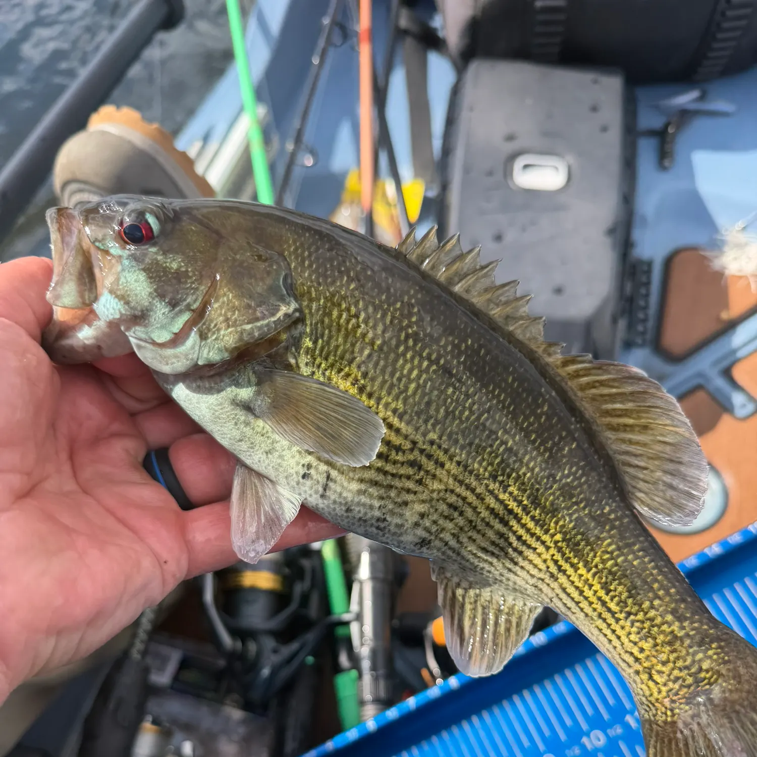 The most recent Bartram's bass catches on Fishbrain