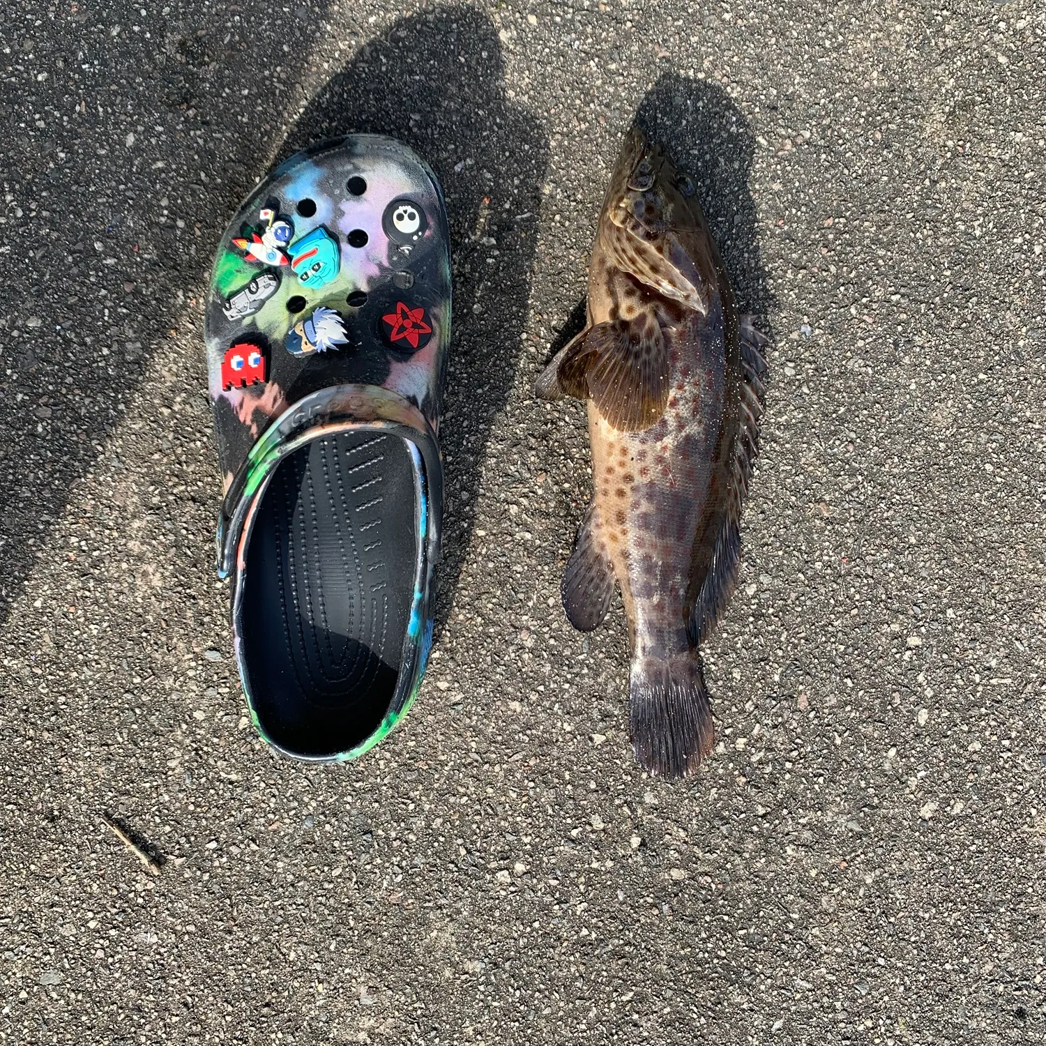 The most recent Orange-spotted grouper catches on Fishbrain