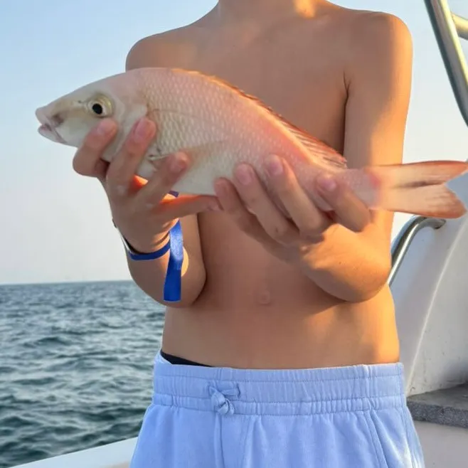 The most recent Ruby snapper catches on Fishbrain