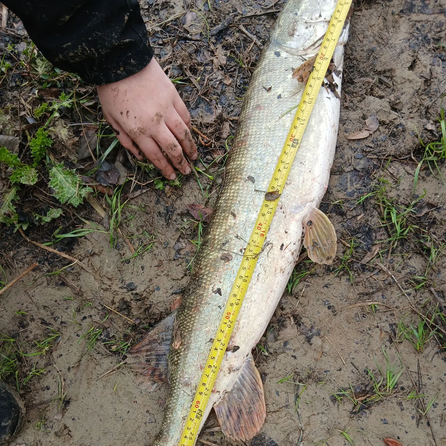 The most recent Northern pike catches on Fishbrain