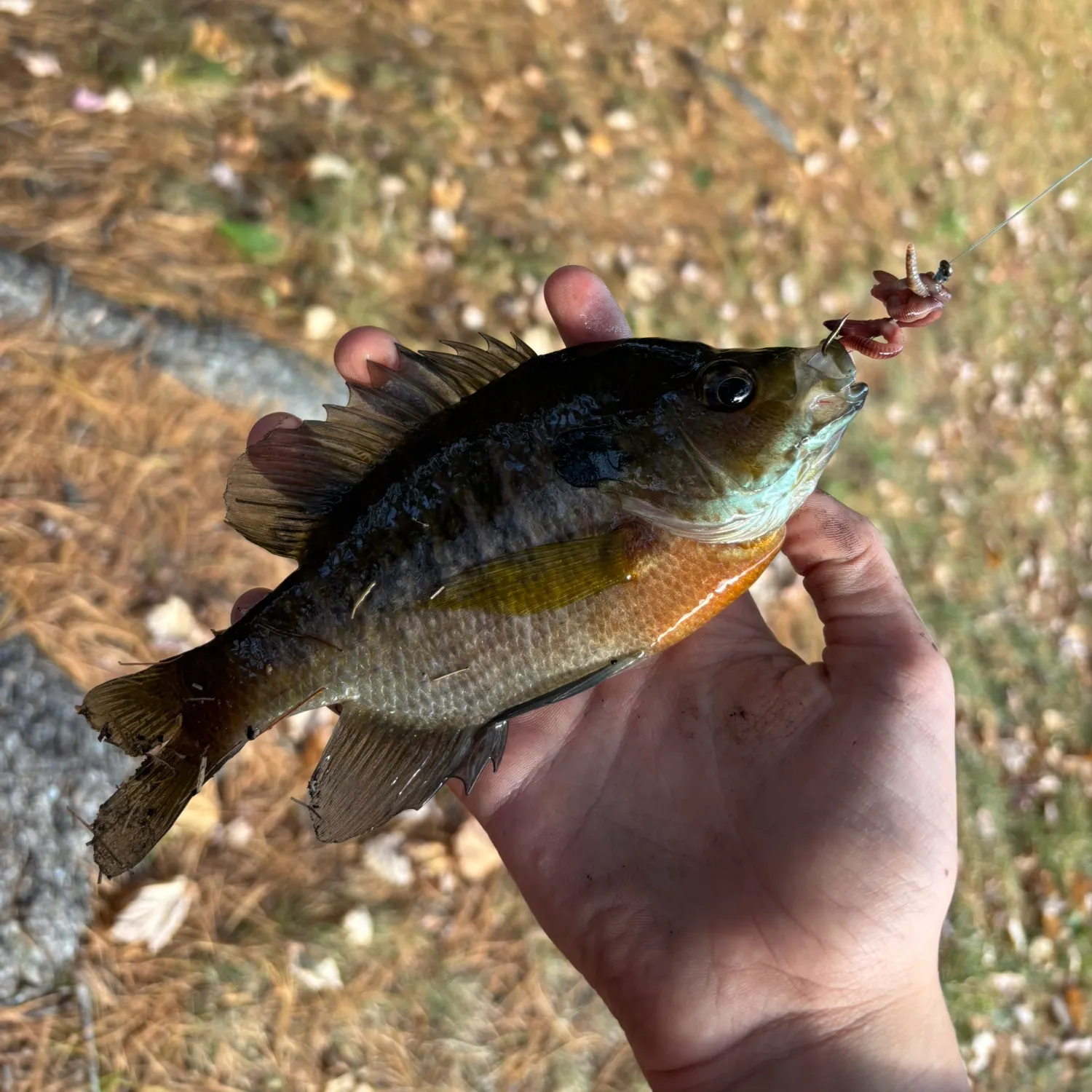 Bluegill caught on Fishbrain