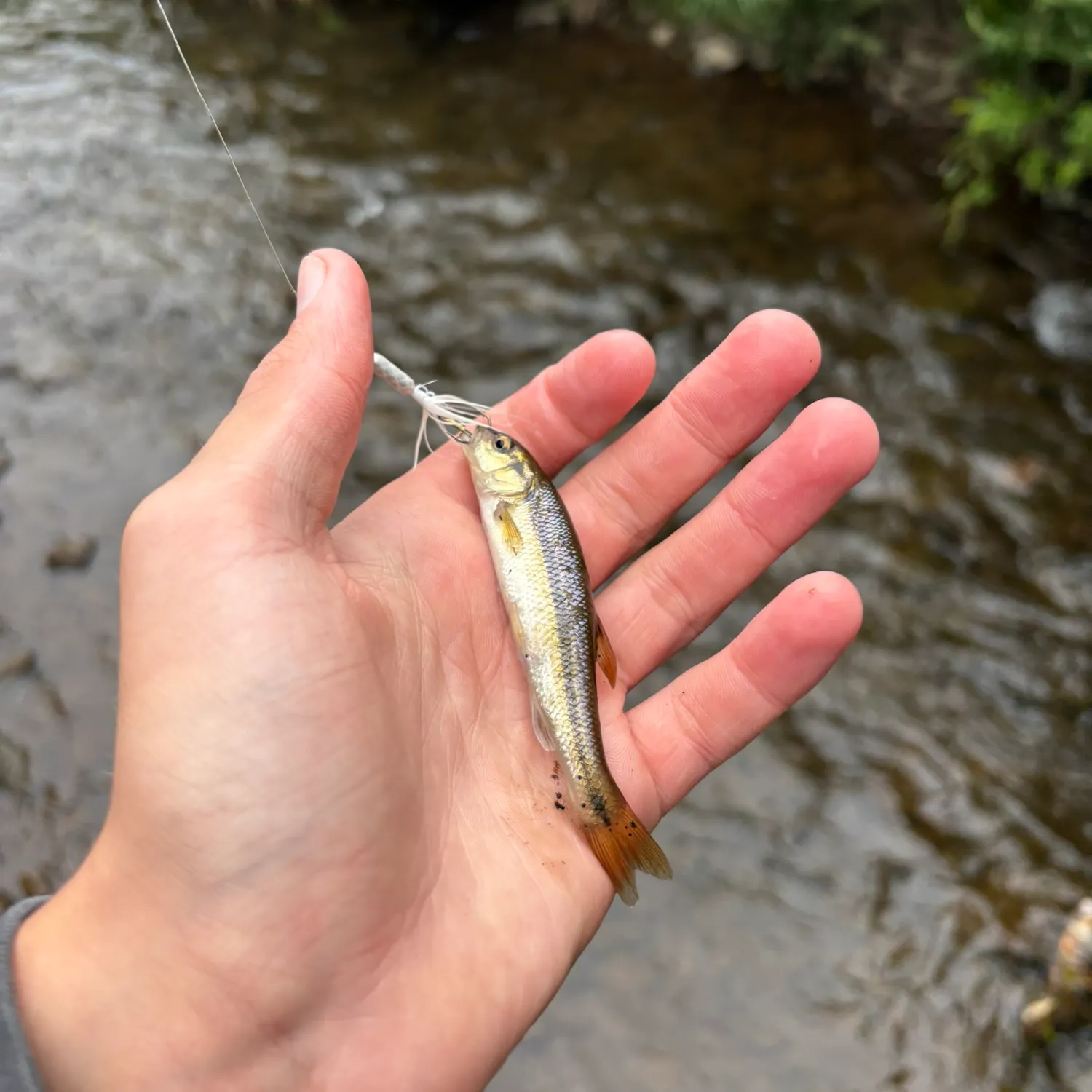 Creek chub caught on Fishbrain
