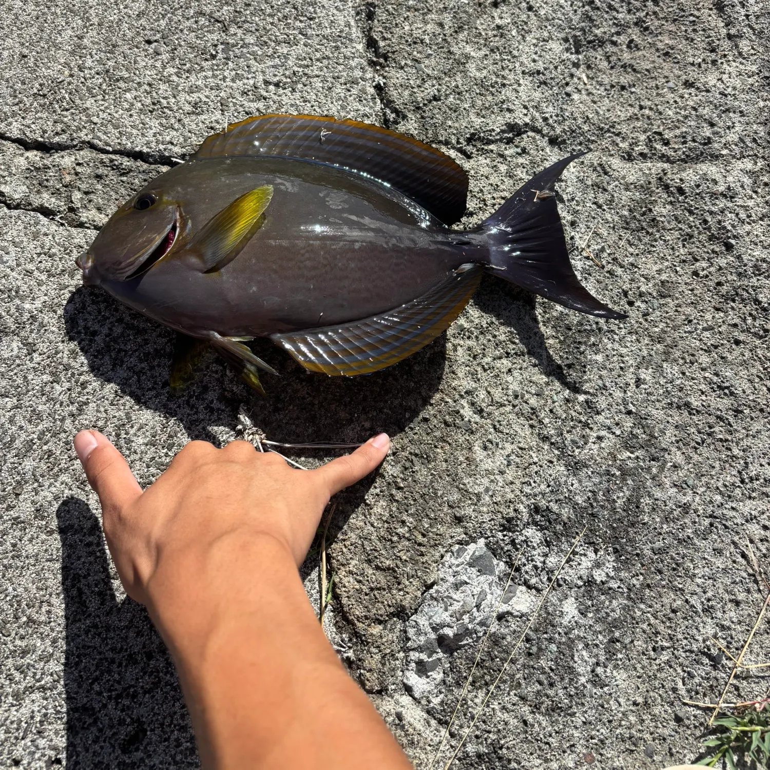 The most recent Eyestripe surgeonfish catches on Fishbrain