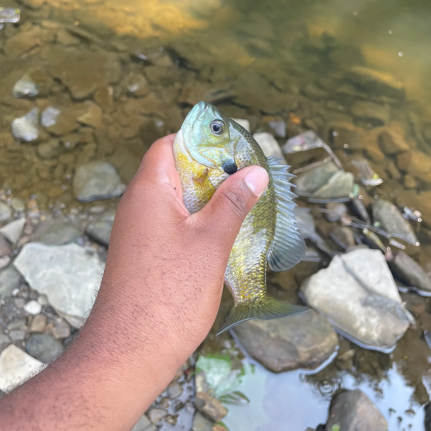Bluegill caught on Fishbrain