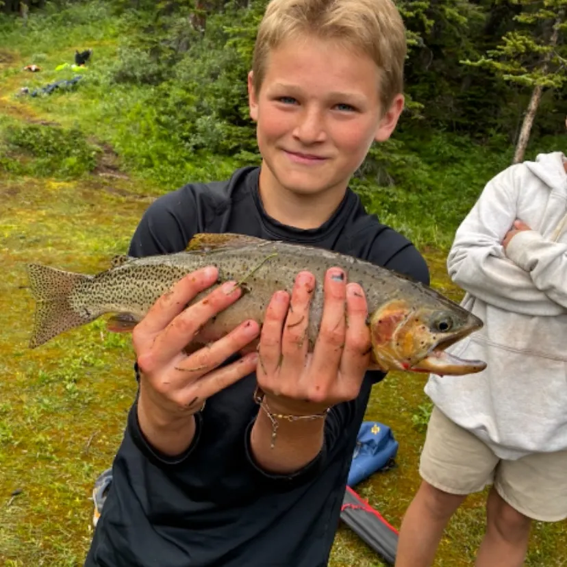 The most recent Westlope cutthroat trout catches on Fishbrain