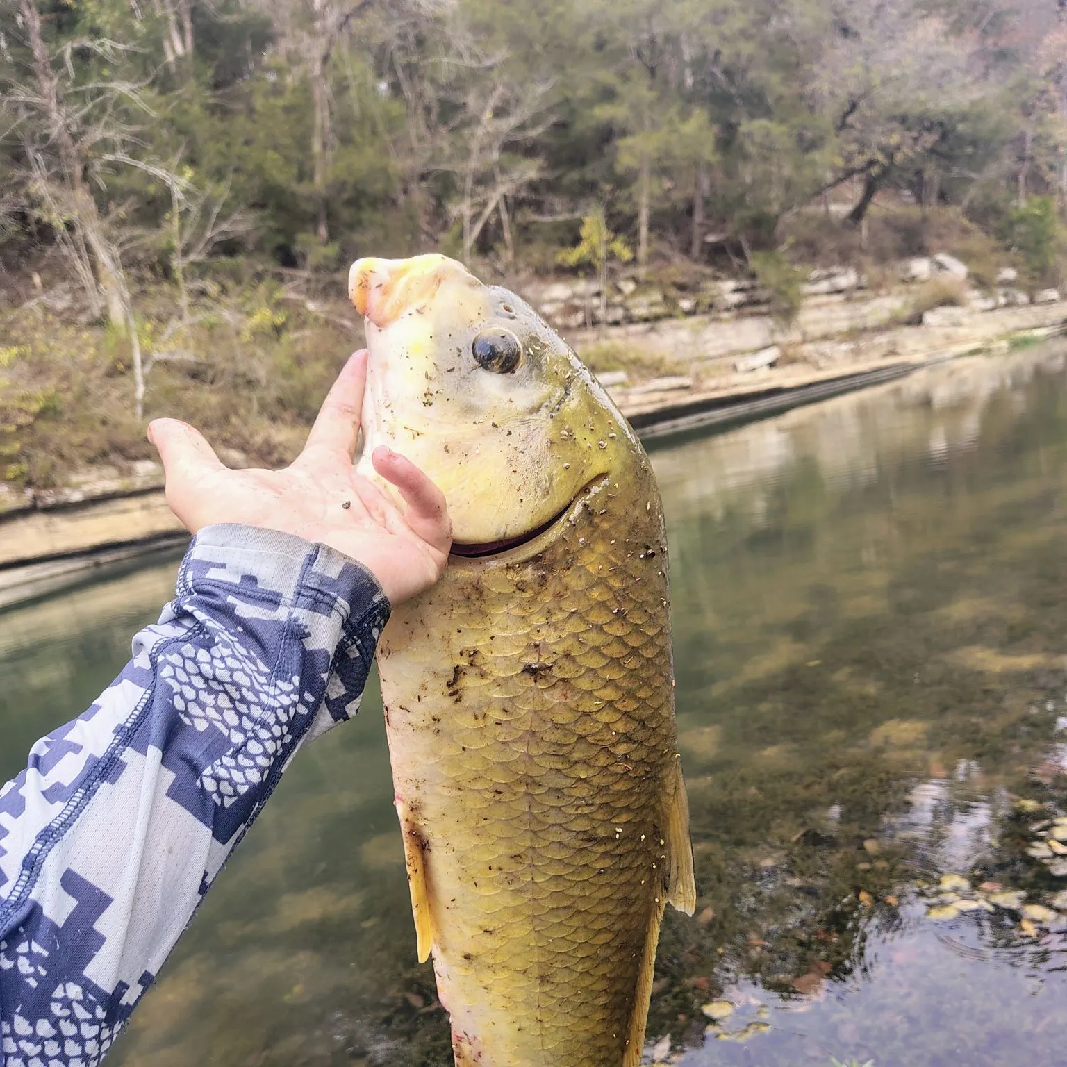 Smallmouth buffalo caught on Fishbrain