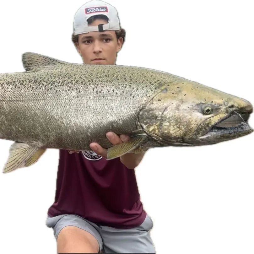 Chinook salmon caught on Fishbrain