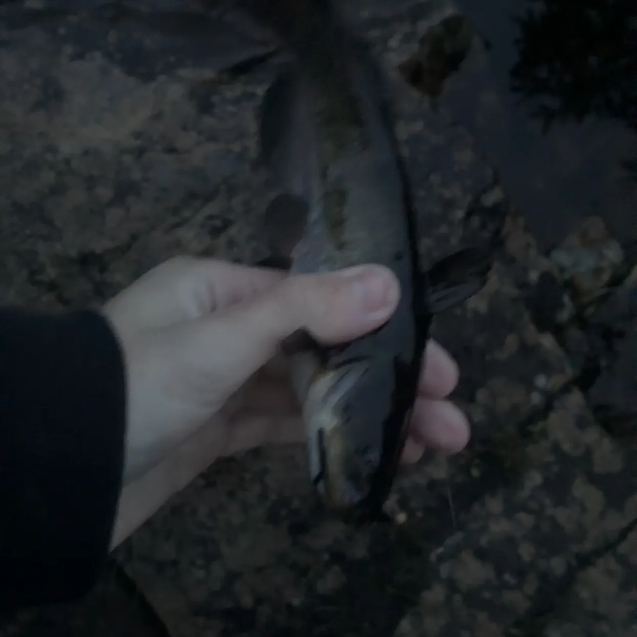 Brown bullhead caught on Fishbrain