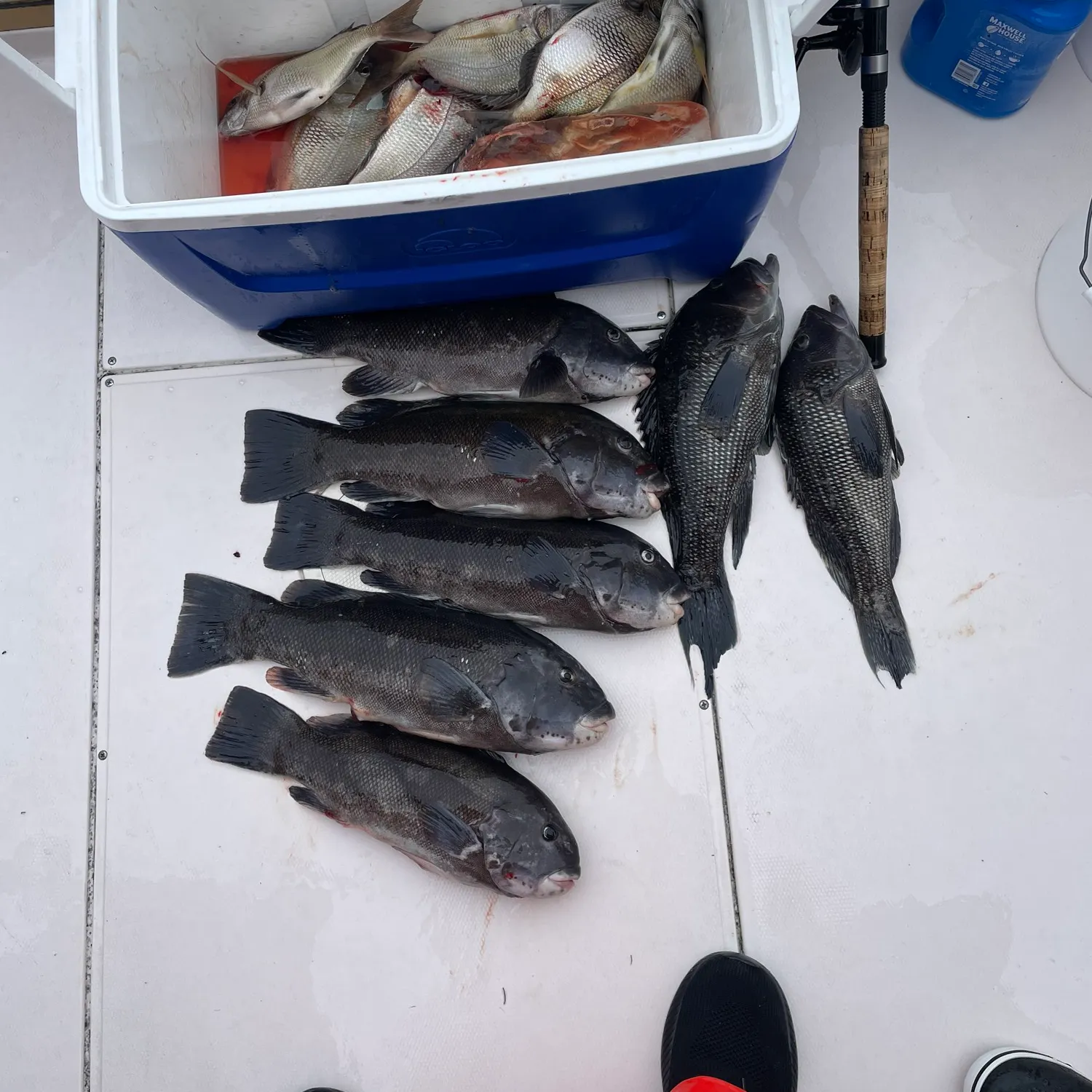 recently logged catches