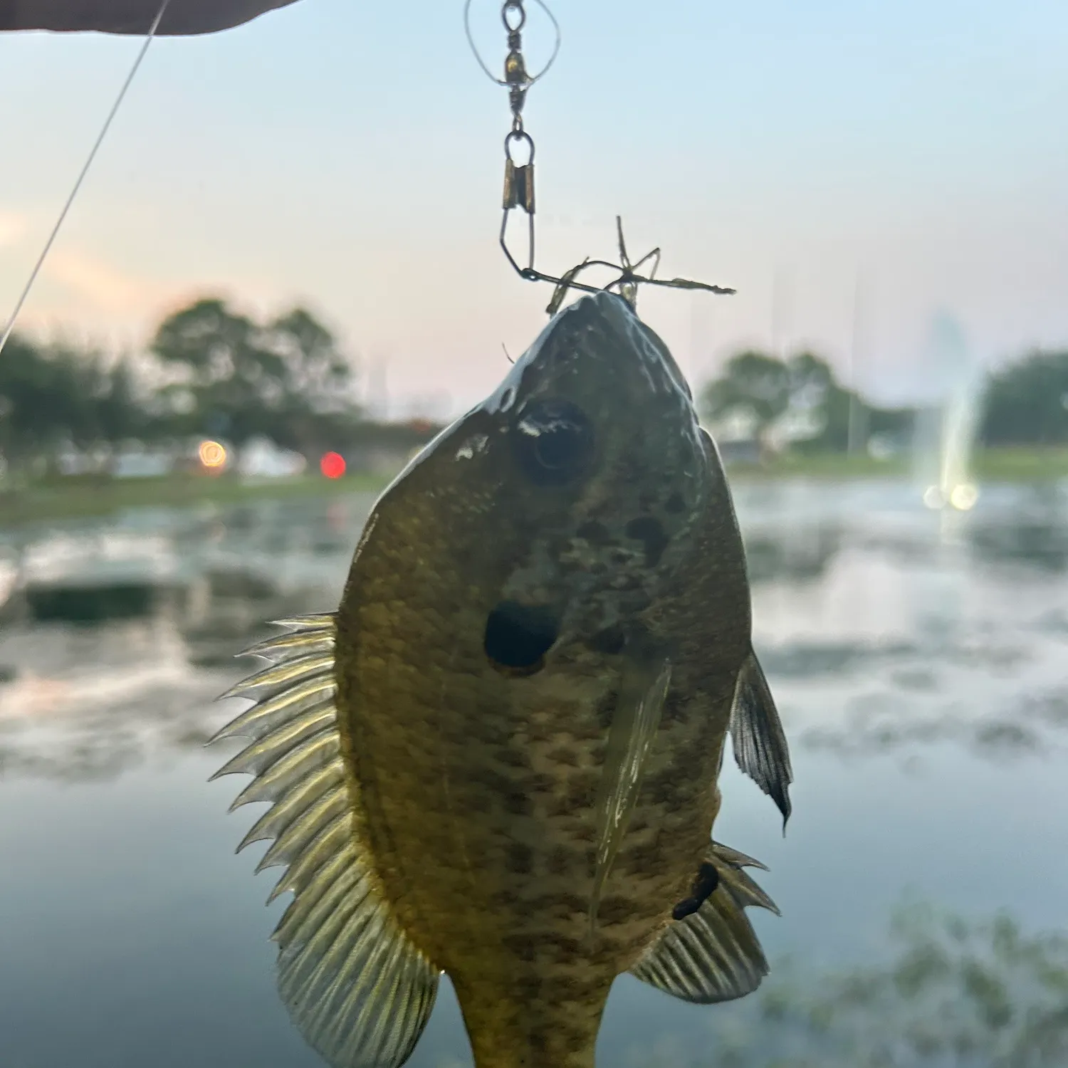 Bluegill caught on Fishbrain