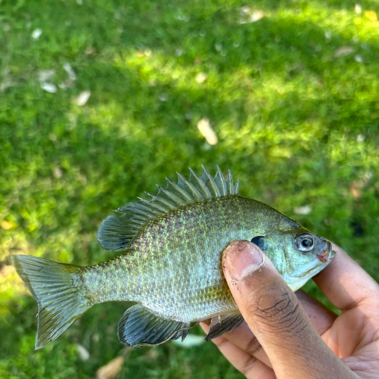 Bluegill caught on Fishbrain