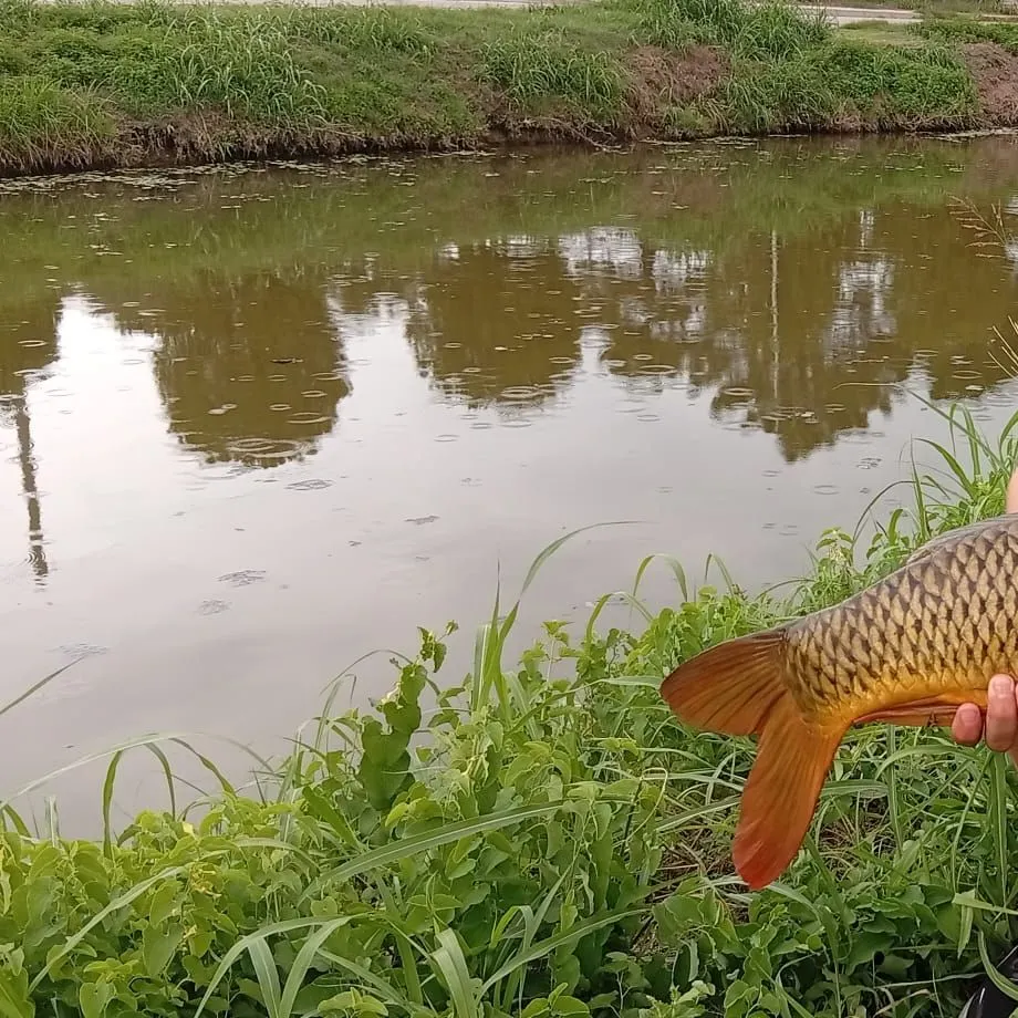 Common carp caught on Fishbrain