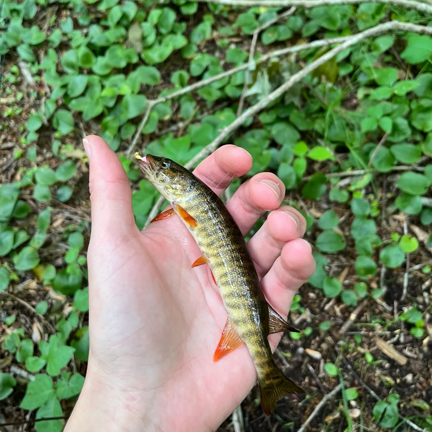 The most recent Redfin pickerel catches on Fishbrain
