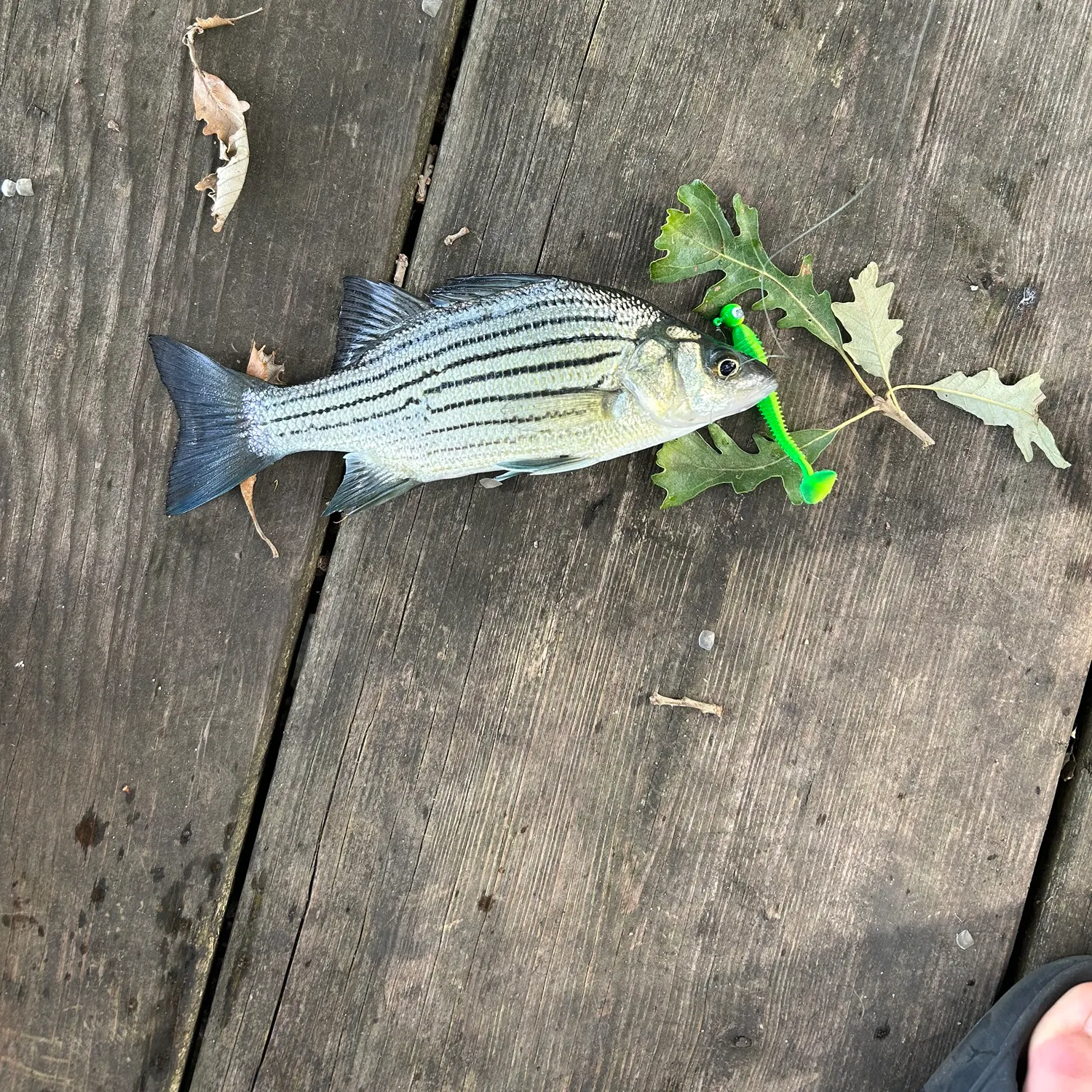 Wiper caught on Fishbrain