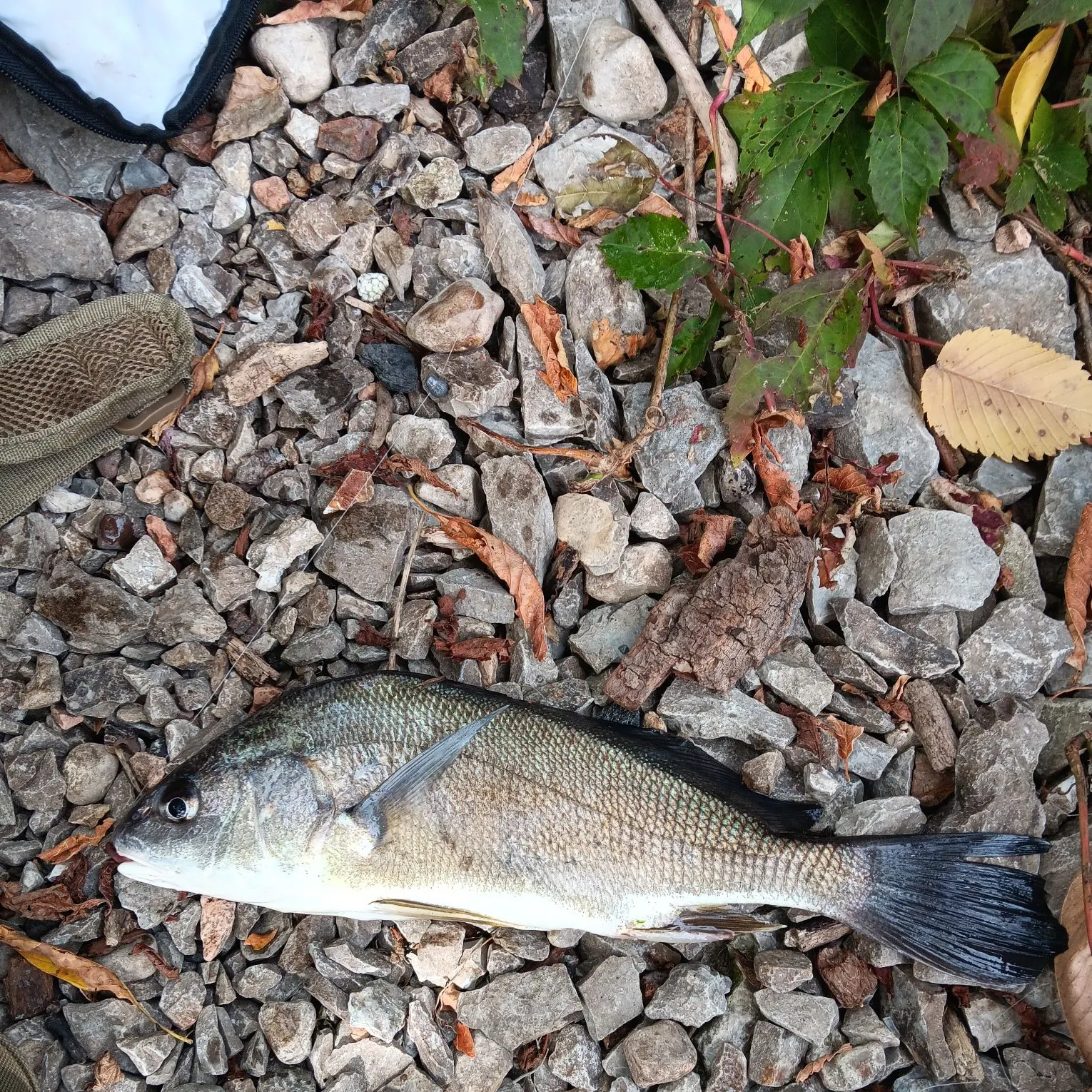 Freshwater drum caught on Fishbrain