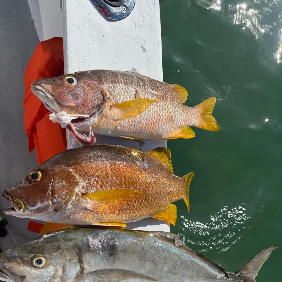 The most recent Dog Snapper catches on Fishbrain