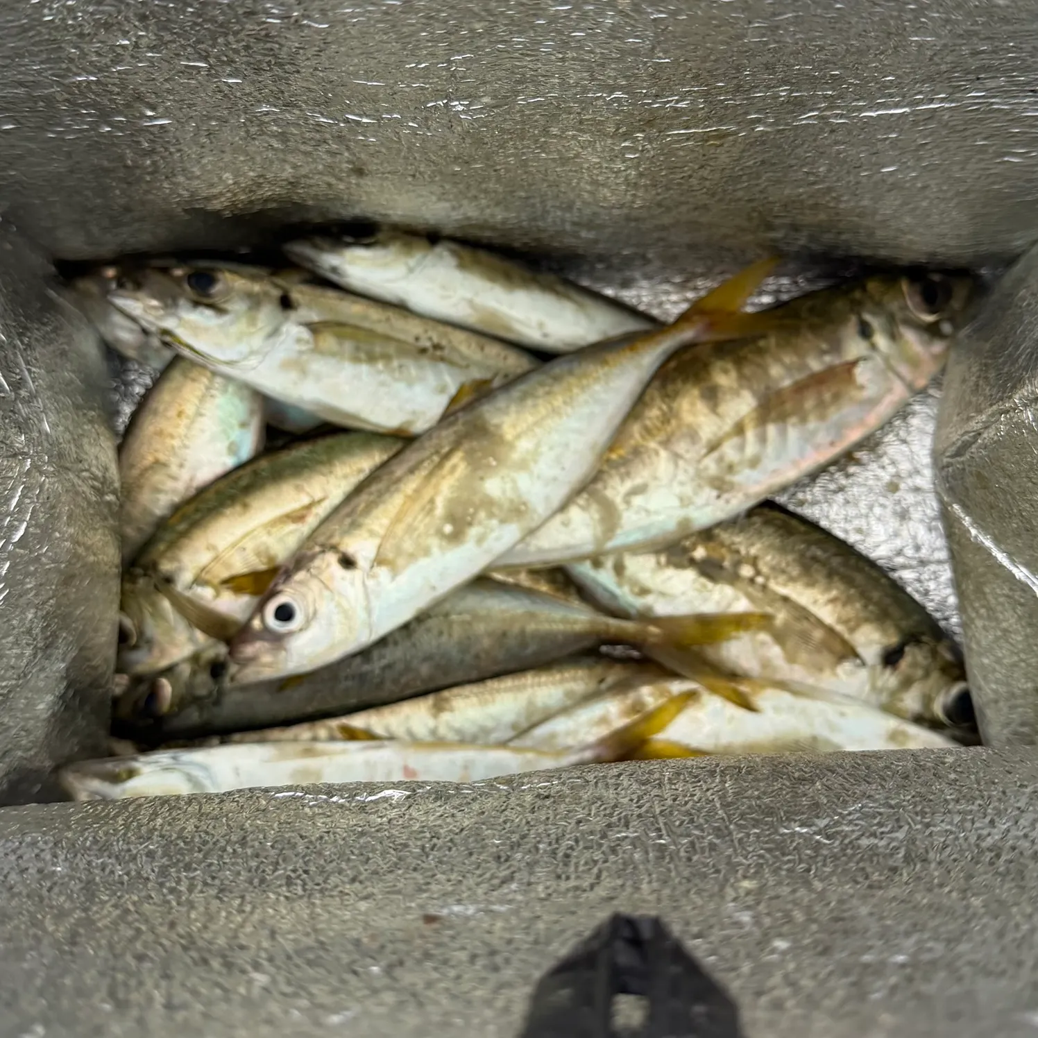 The most recent Yellowtail scad catches on Fishbrain