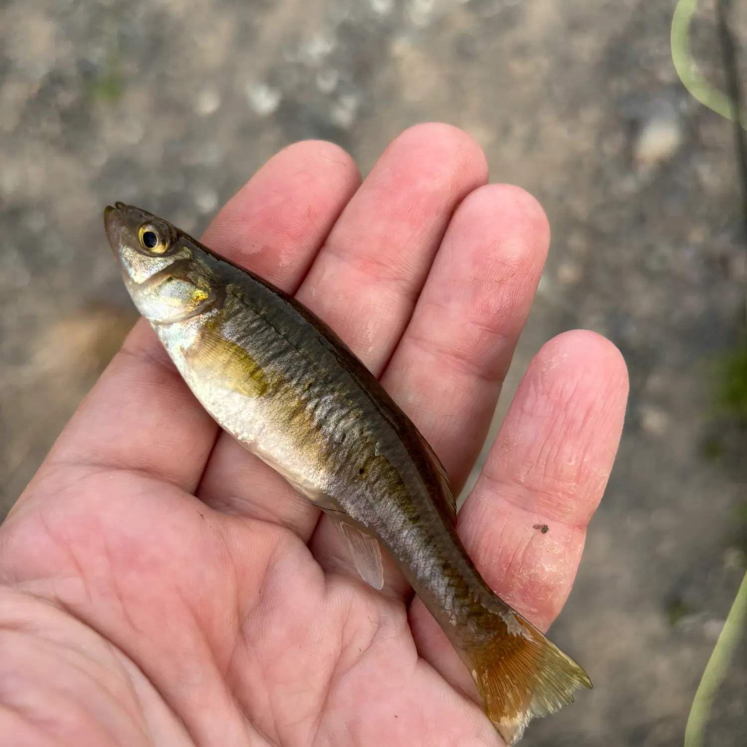 The most recent Banded killifish catches on Fishbrain
