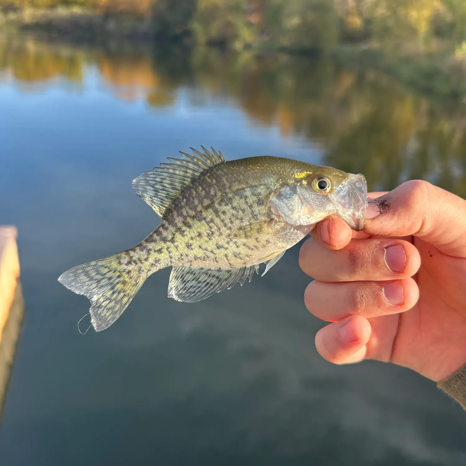 Black crappie caught on Fishbrain