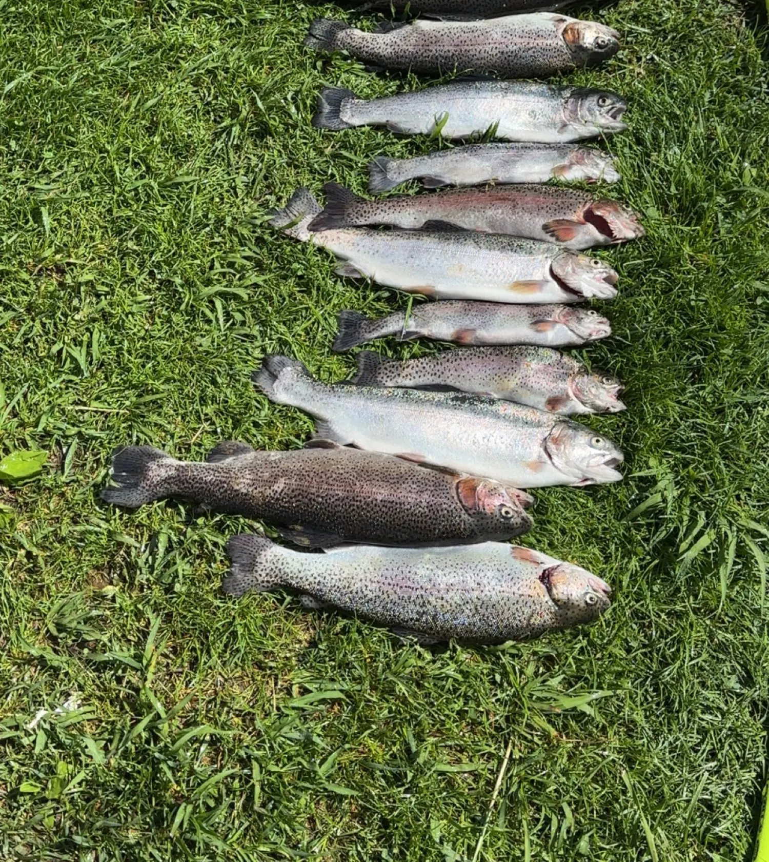 recently logged catches