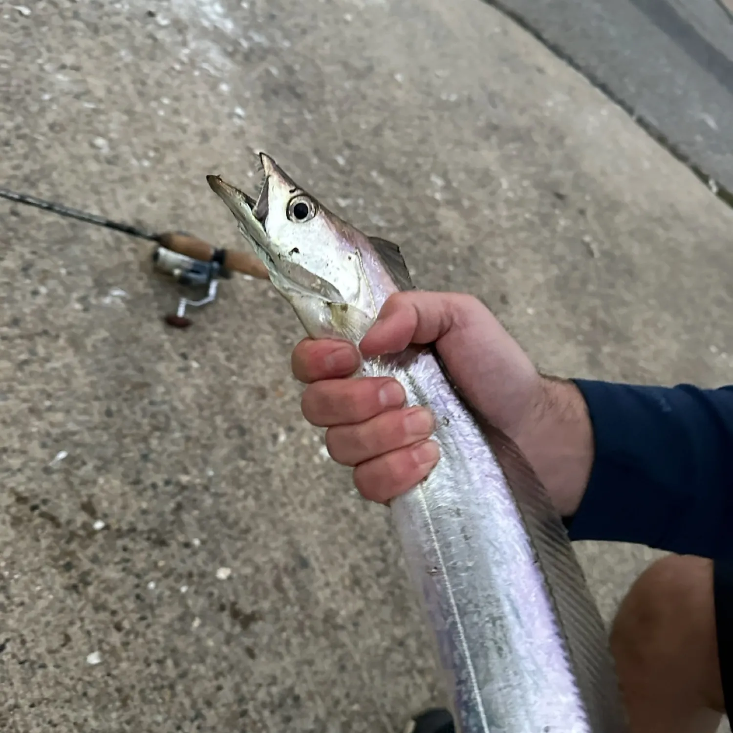 The most recent Atlantic cutlassfish catches on Fishbrain