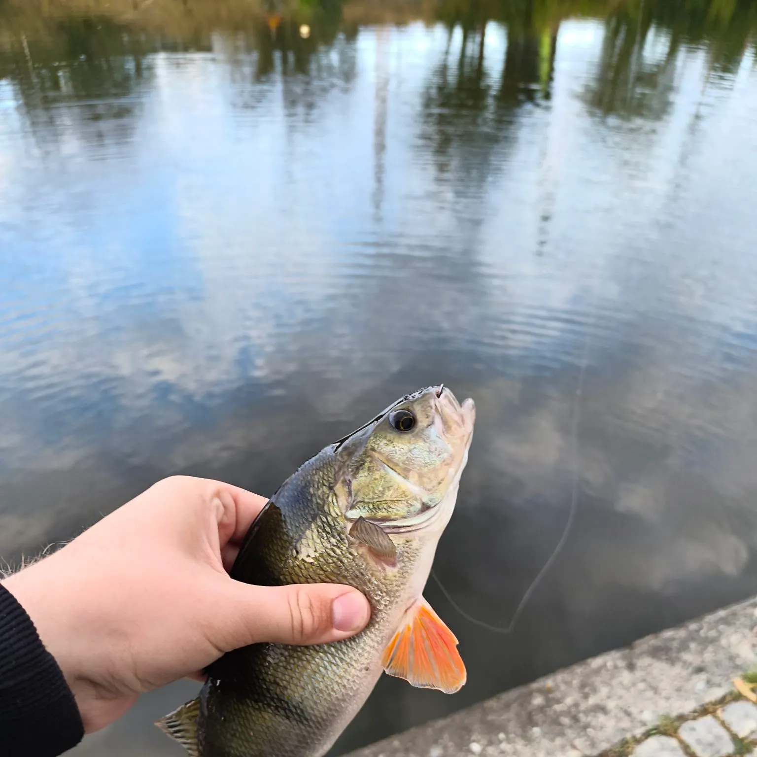 European perch caught on Fishbrain