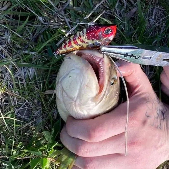 The most recent Eyetail bowfin catches on Fishbrain