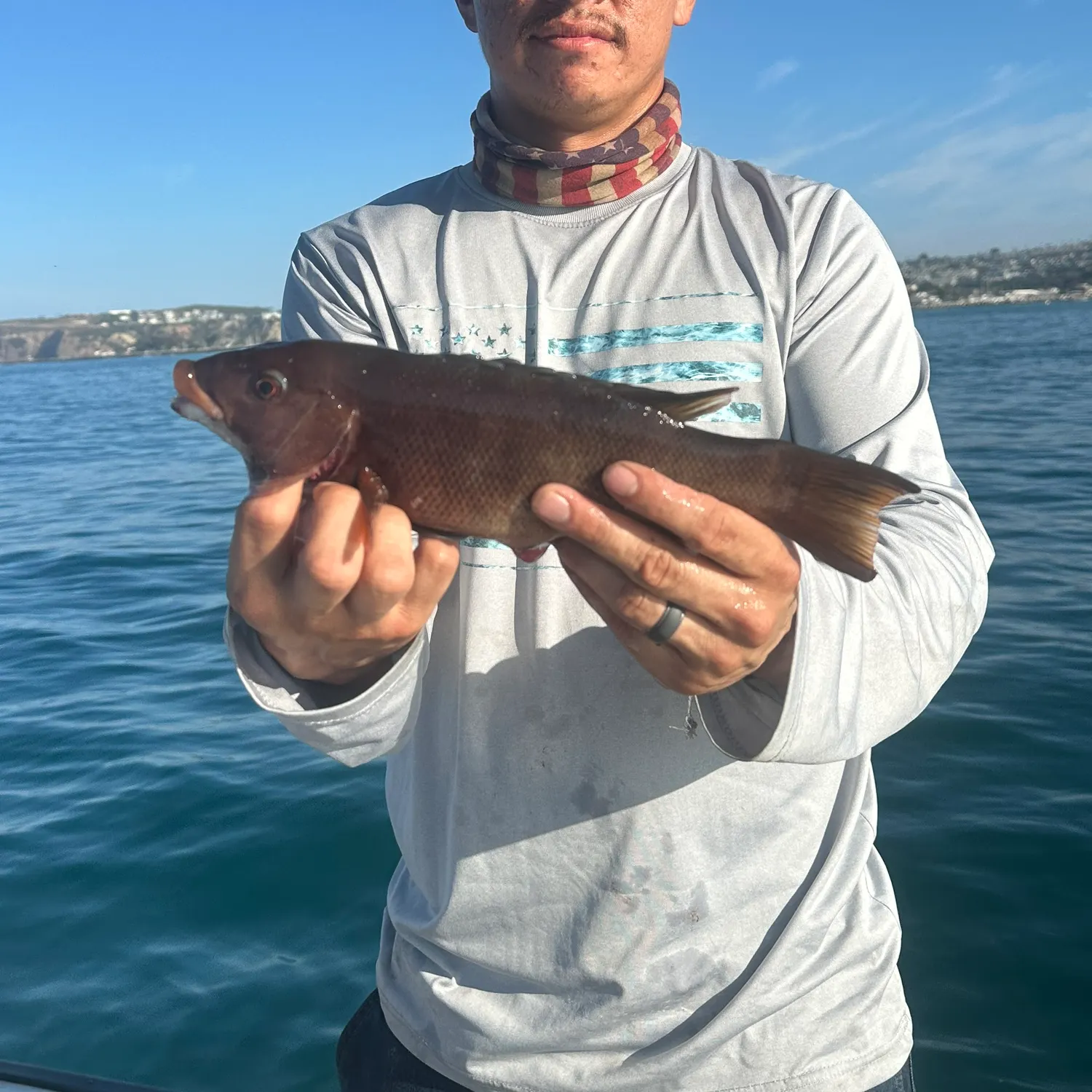 The most recent California sheephead catches on Fishbrain