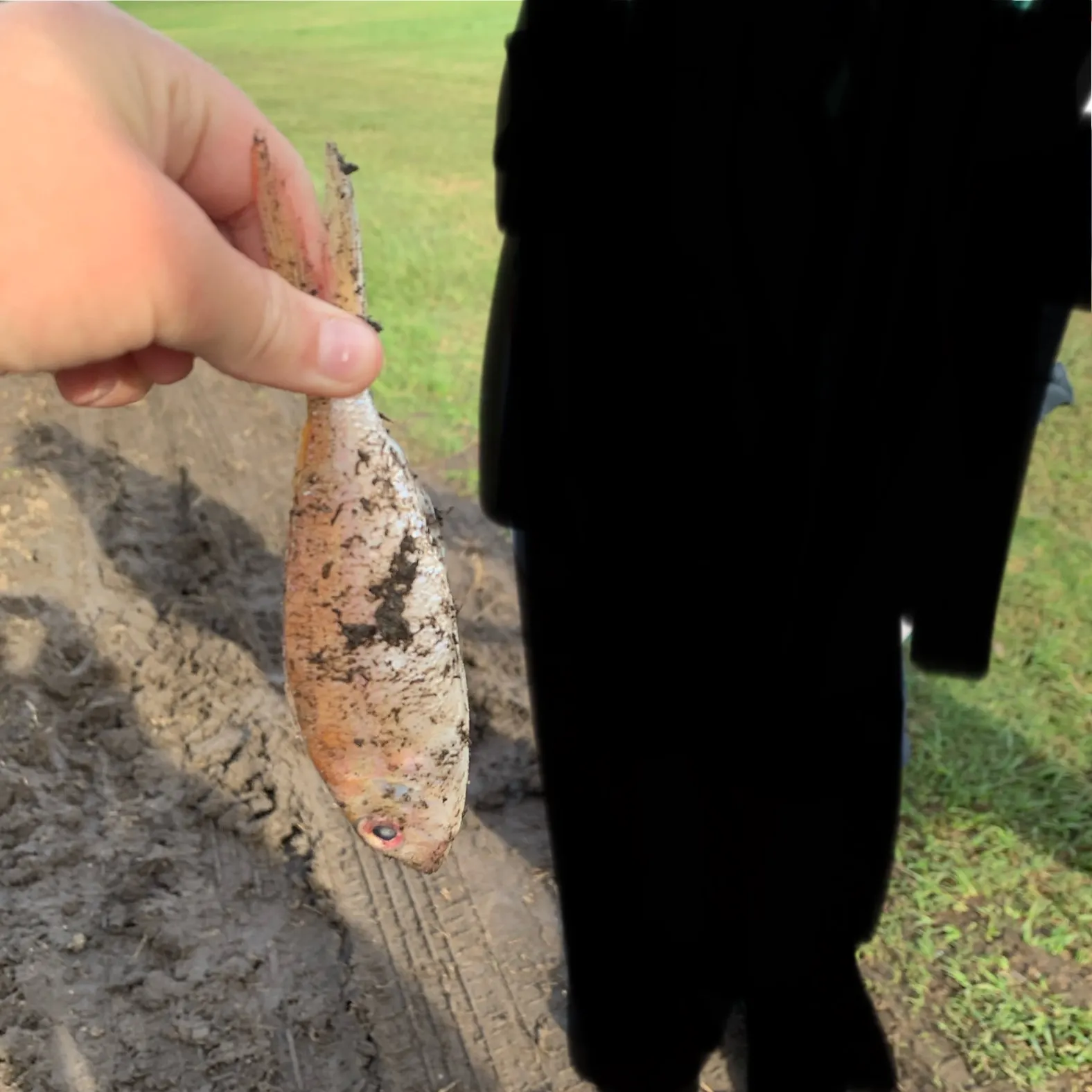 The most recent Malabar blood snapper catches on Fishbrain