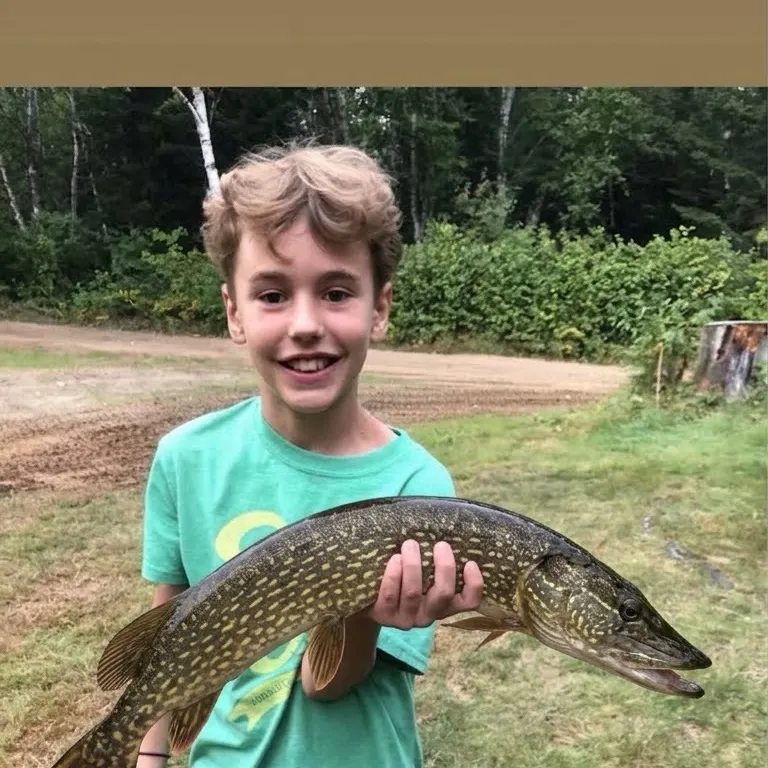 Northern pike caught on Fishbrain
