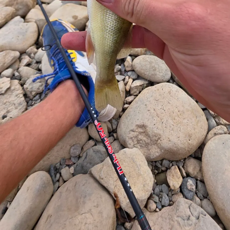 Yellow perch caught on Fishbrain