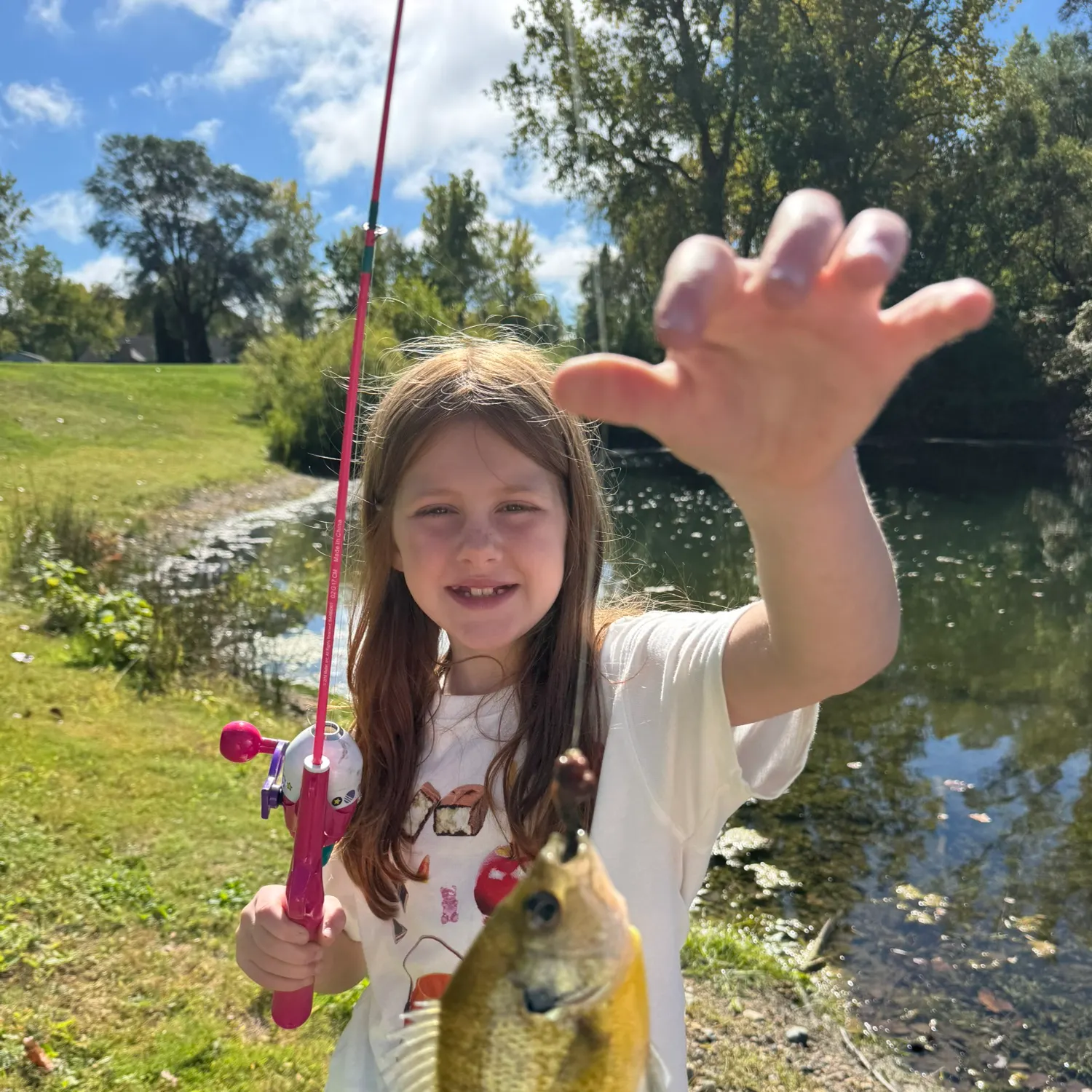 Bluegill caught on Fishbrain