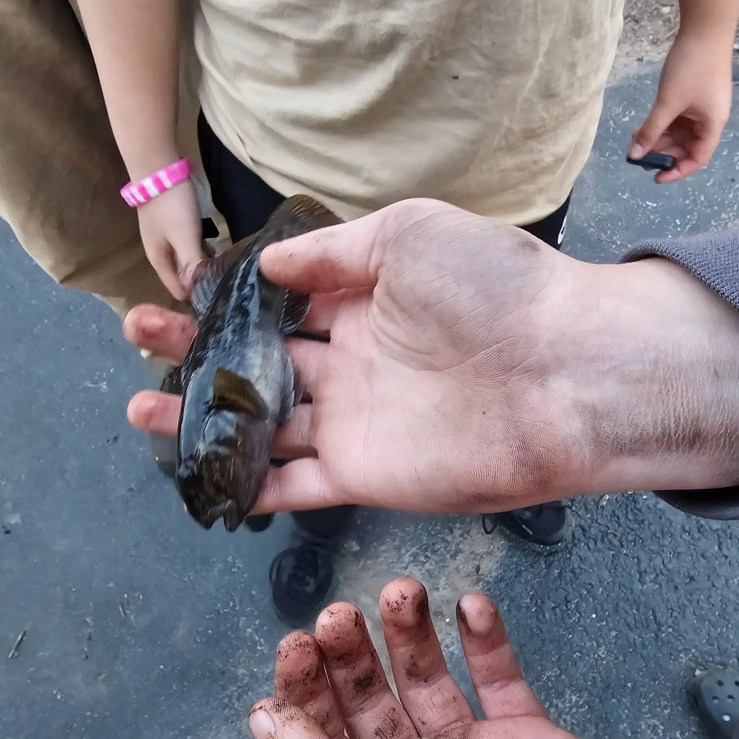 The most recent Round goby catches on Fishbrain