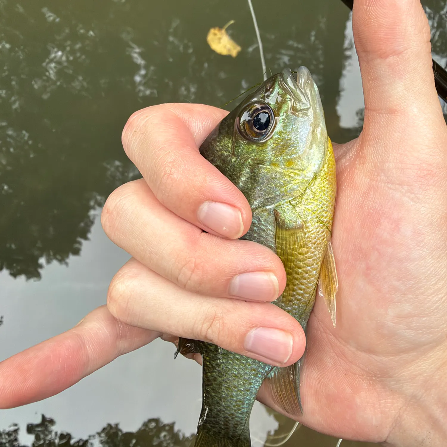 Redbreast sunfish caught on Fishbrain