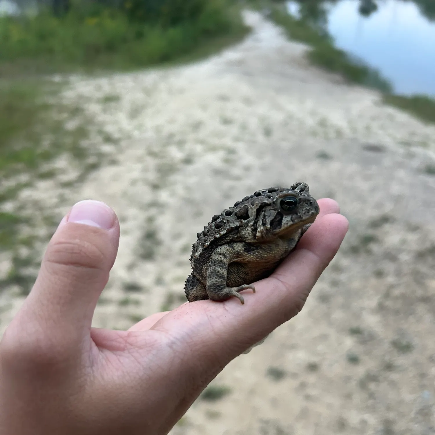American bullfrog caught on Fishbrain