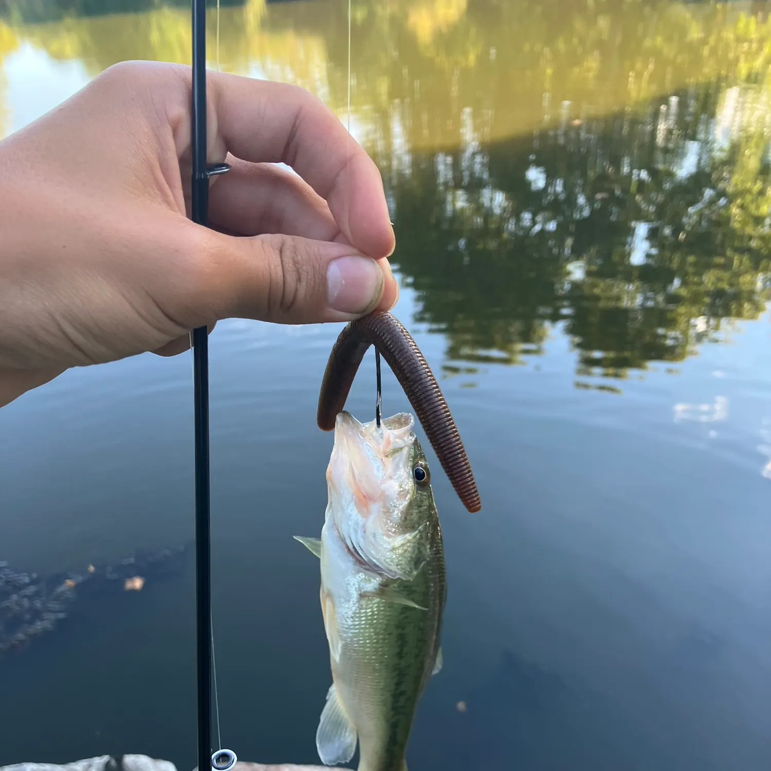 Largemouth bass caught on Fishbrain