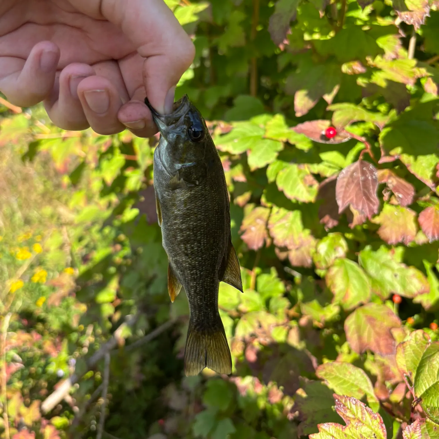 Smallmouth bass caught on Fishbrain