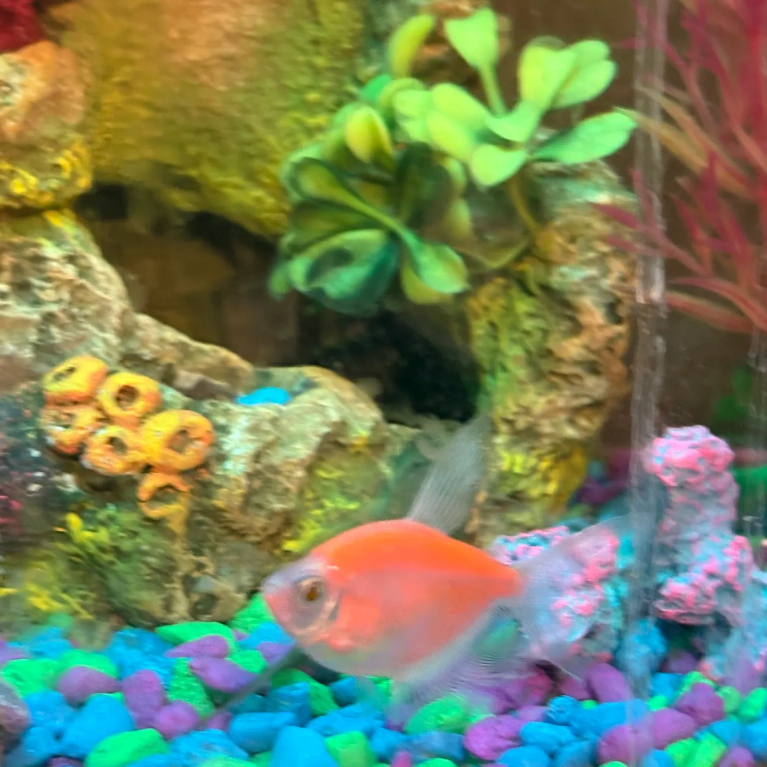 The most recent Longfin tetra catches on Fishbrain