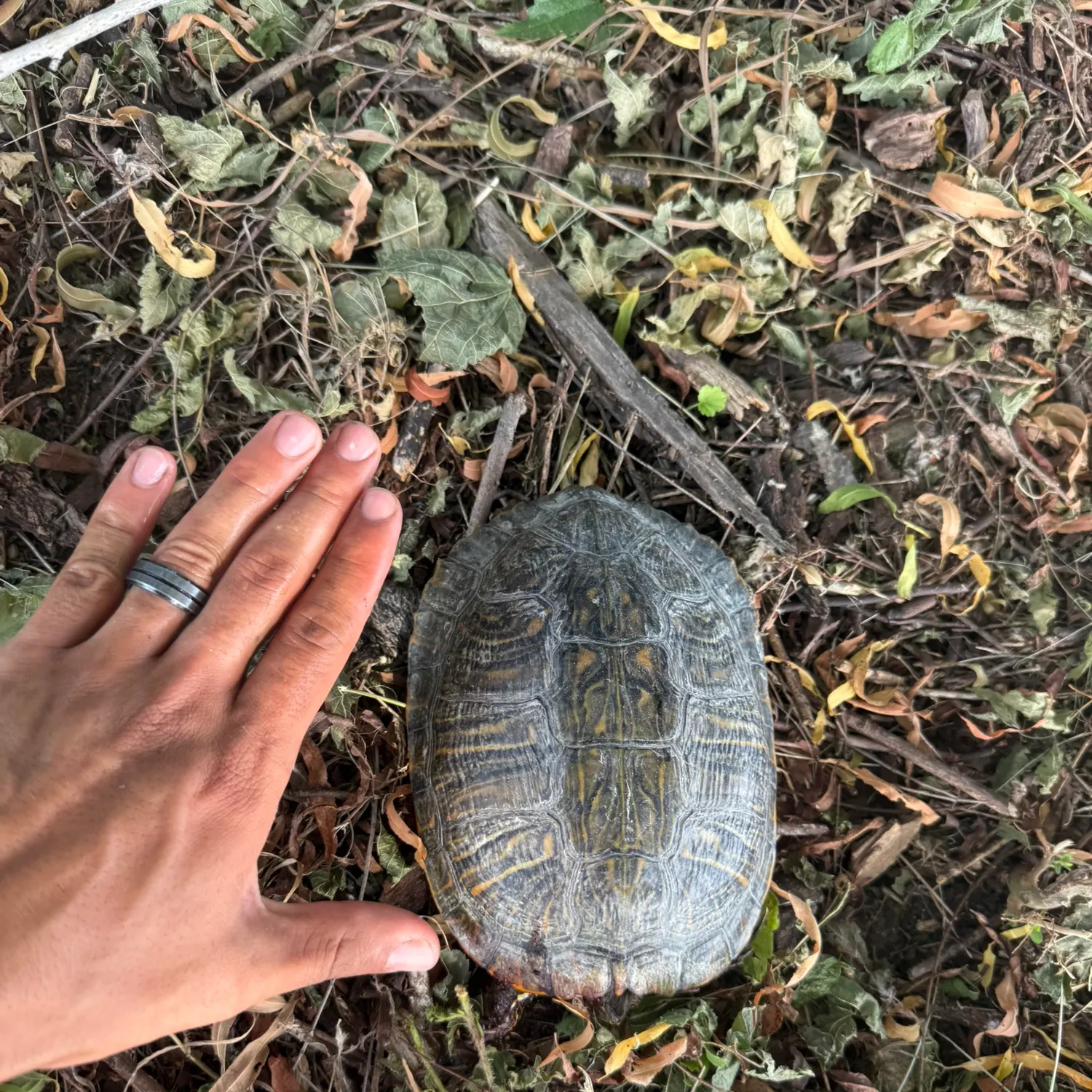 The most recent Texas cooter turtle catches on Fishbrain