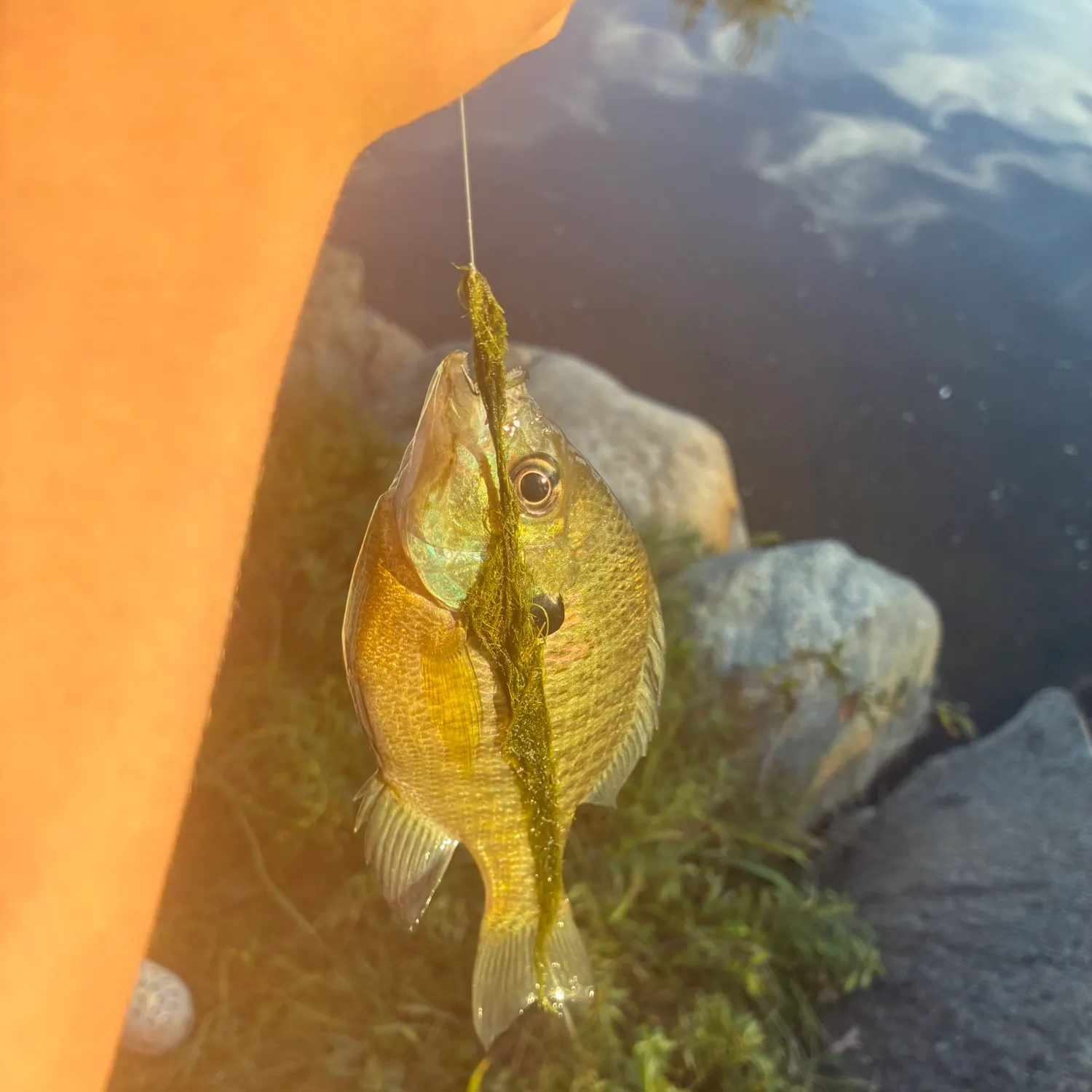 Bluegill caught on Fishbrain