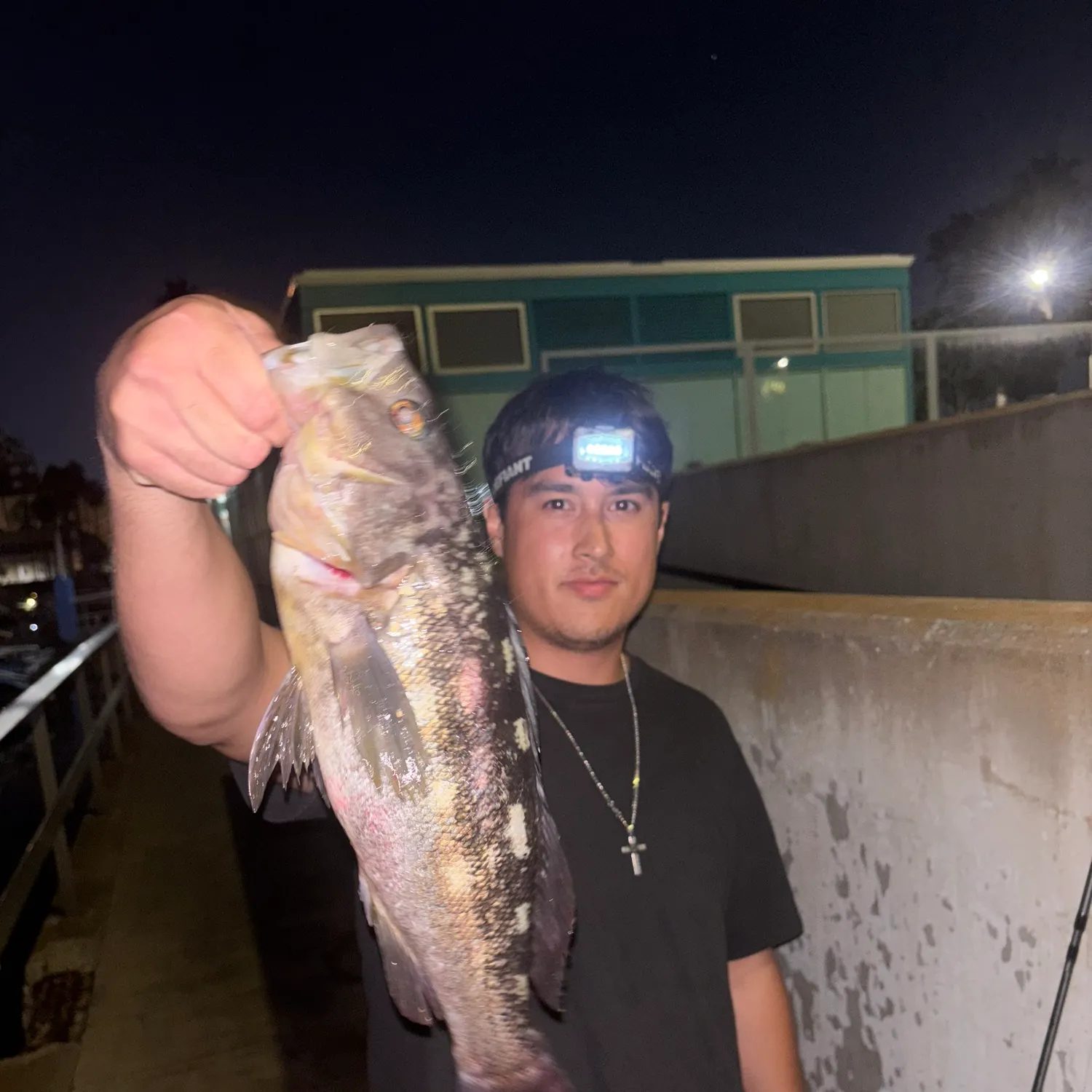 The most recent Kelp bass catches on Fishbrain