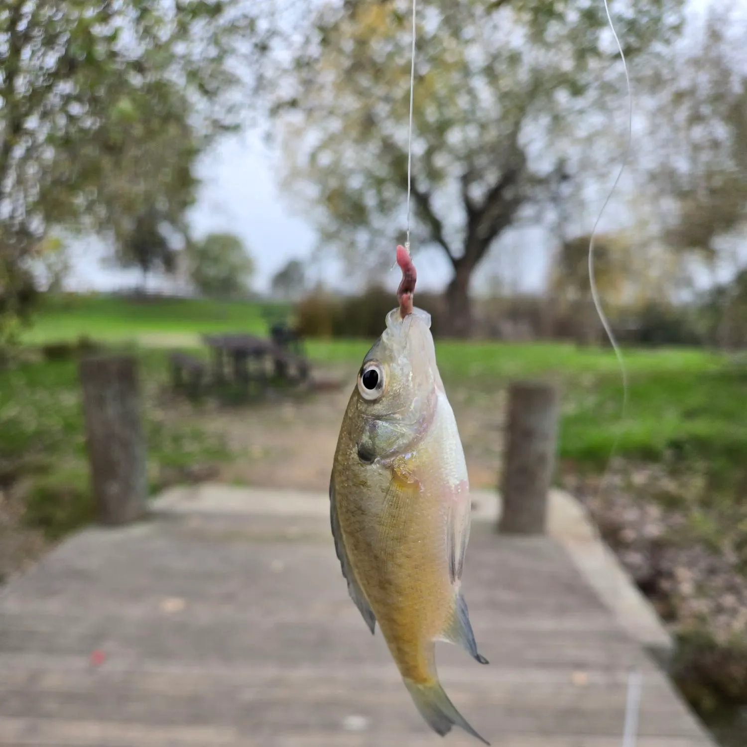 The most recent Bluegill catches on Fishbrain