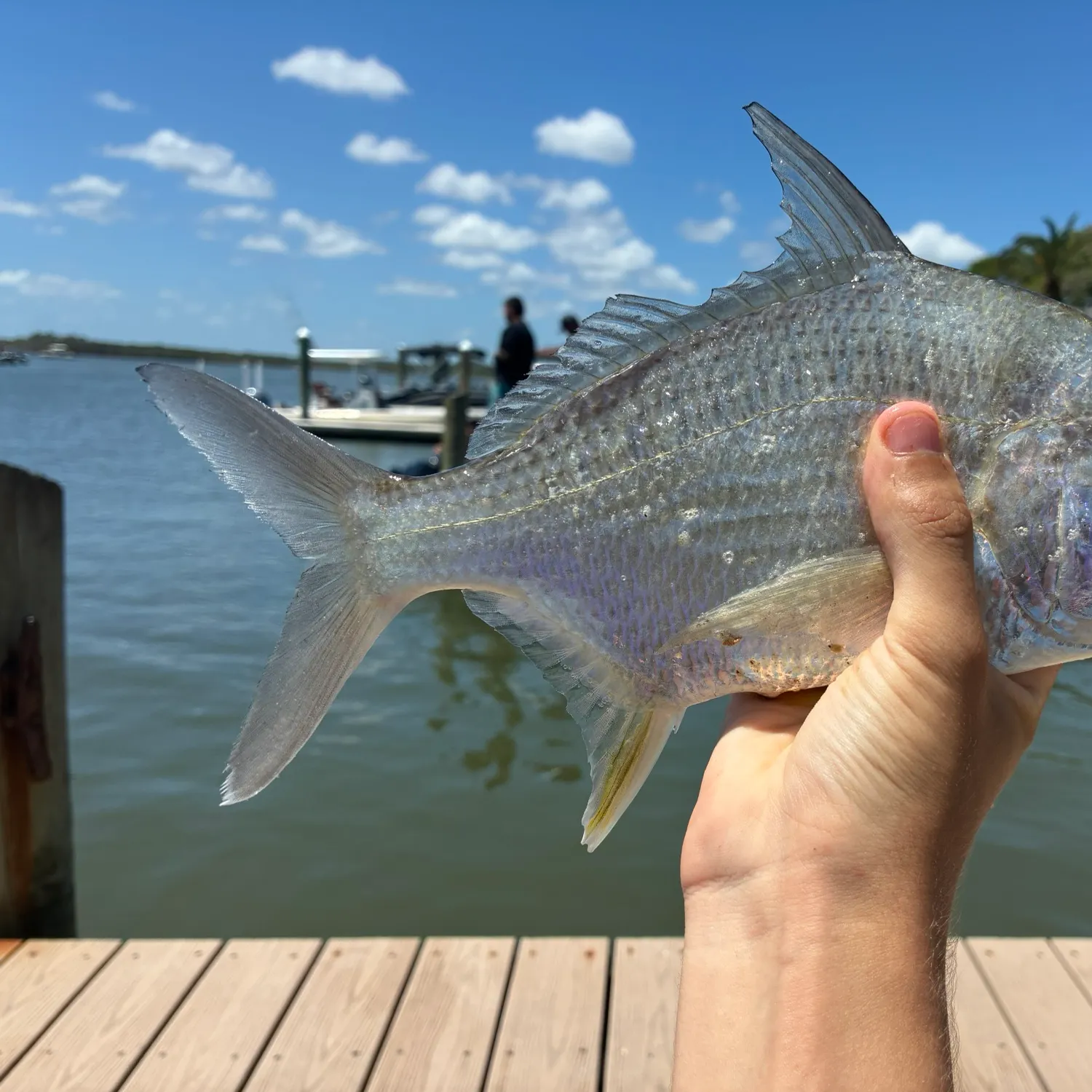 The most recent Irish mojarra catches on Fishbrain